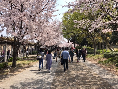 2019 大阪城近辺桜　公園内　4