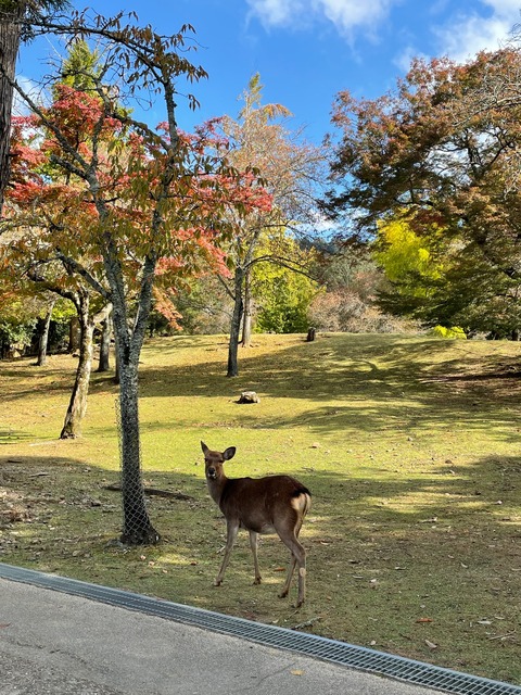 奈良公園　紅葉4