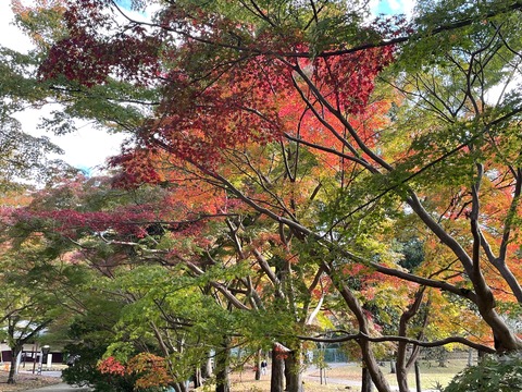 奈良公園　紅葉5