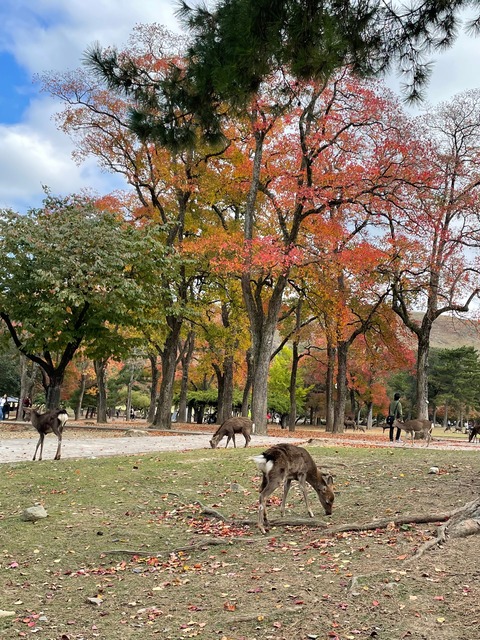 奈良公園　紅葉1
