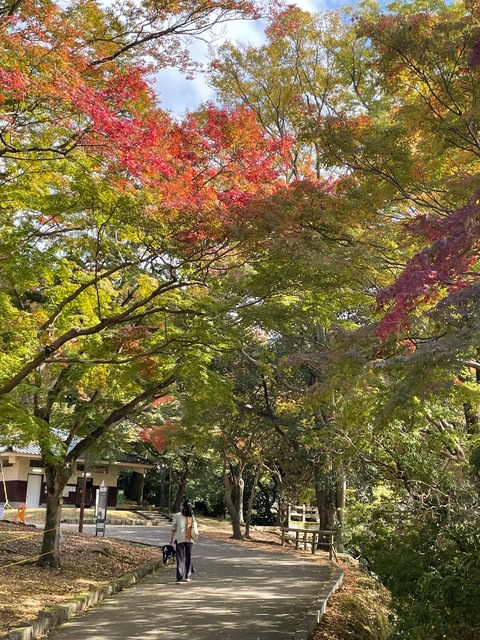 奈良公園　紅葉6
