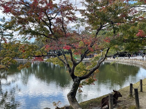 奈良公園　紅葉3